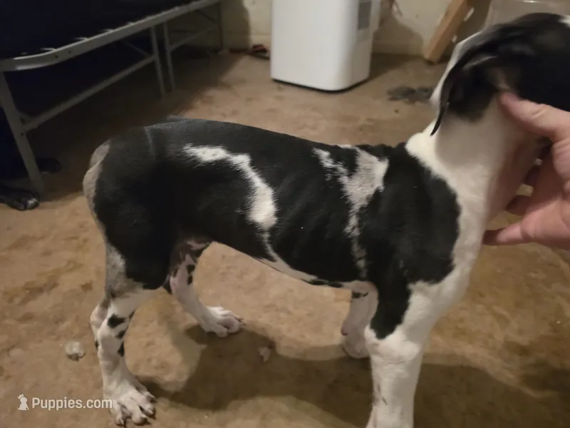 Dakota – Great Dane puppy for sale in Big Spring, TX