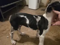 Dakota, a female Great Dane for sale in Big Spring, TX – 1 of 5