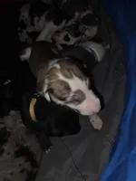 Unknown yet , a male Great Dane for sale in Big Spring, TX – Photo 1 of 2