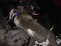 Unknown yet , a male Great Dane for sale in Big Spring, TX – Photo 2 of 2