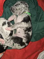 Freckles , a male Great Dane for sale in Big Spring, TX – 2 of 3