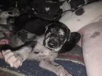 Tiger, a male Great Dane for sale in Big Spring, TX – 2 of 3