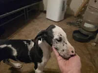 Dakota, a female Great Dane for sale in Big Spring, TX – 4 of 5