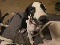Iris, a female Great Dane for sale in Big Spring, TX – 5 of 5