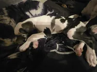 Stich, a male Great Dane for sale in Big Spring, TX – 4 of 5