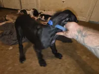 King, a male Great Dane for sale in Big Spring, TX – 4 of 4