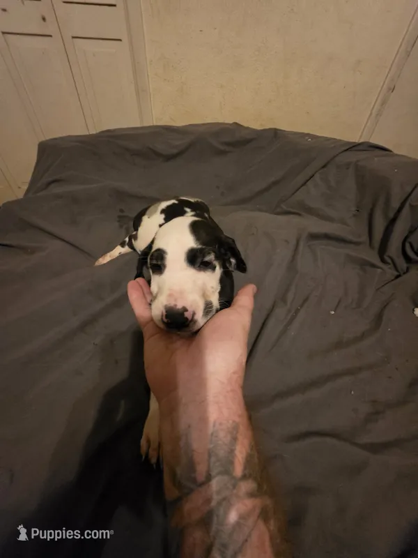 Panda – Great Dane puppy for sale in Big Spring, TX