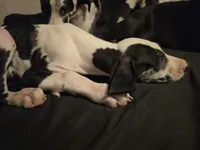 Stich, a male Great Dane for sale in Big Spring, TX – 5 of 5