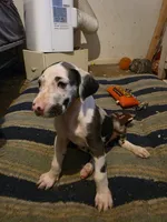 Dakota, a female Great Dane for sale in Big Spring, TX – 3 of 3