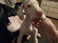 Bunny, a female Great Dane for sale in Big Spring, TX – 2 of 6