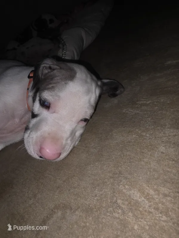 Queen  – Great Dane puppy for sale in Big Spring, TX