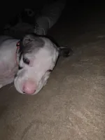 Queen , a female Great Dane for sale in Big Spring, TX – 1 of 2