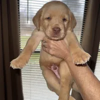 Christian, a male Labrador Retriever for sale in Parkersburg, WV – Photo 1 of 4
