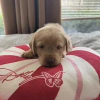 Christian, a male Labrador Retriever for sale in Parkersburg, WV – Photo 4 of 4