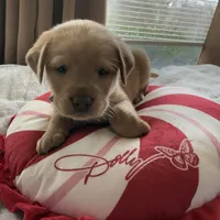 Christian, a male Labrador Retriever for sale in Parkersburg, WV – Photo 3 of 4