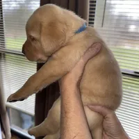 Christian, a male Labrador Retriever for sale in Parkersburg, WV – Photo 2 of 4