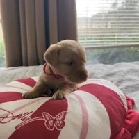 Noelle, a female Labrador Retriever for sale in Parkersburg, WV – Photo 2 of 4