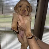 Noelle, a female Labrador Retriever for sale in Parkersburg, WV – Photo 3 of 4