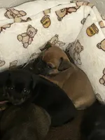 Cece , a female Chihuahua for sale in Ocala, FL – 3 of 5