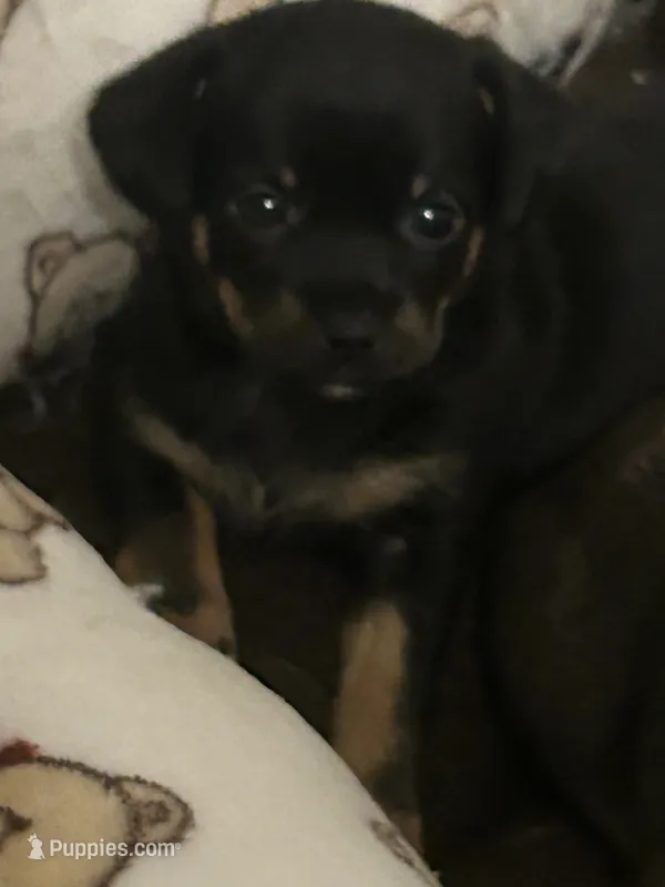 Cece  – Chihuahua puppy for sale in Ocala, FL