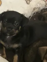 Cece , a female Chihuahua for sale in Ocala, FL – 2 of 5