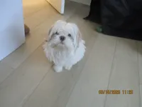 Molly, a female Shih Tzu for sale in New York City, NY – 4 of 5