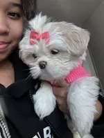 Molly, a female Shih Tzu for sale in New York City, NY – 3 of 5