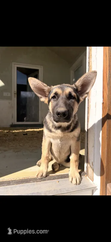 N/A – German Shepherd Dog puppy for sale in Claysville, PA