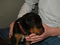 Duke Jr, a male Airedale Terrier for sale in Charlestown, IN – Photo 4 of 4