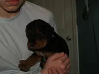 Duke Jr, a male Airedale Terrier for sale in Charlestown, IN – Photo 2 of 4