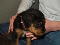 Duke Jr, a male Airedale Terrier for sale in Charlestown, IN – Photo 1 of 4