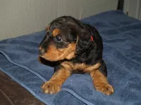 Minnie, a female Airedale Terrier for sale in Charlestown, IN – Photo 2 of 4