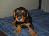 Minnie, a female Airedale Terrier for sale in Charlestown, IN – Photo 1 of 4