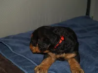 Minnie, a female Airedale Terrier for sale in Charlestown, IN – Photo 3 of 4