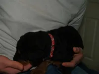 Remington, a male Airedale Terrier for sale in Charlestown, IN – Photo 3 of 5