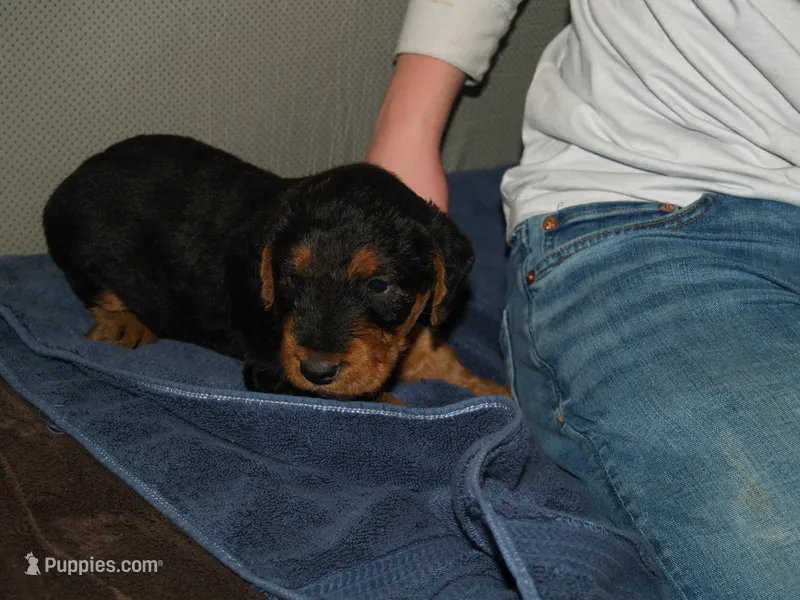 Remington, a male Airedale Terrier for sale in Charlestown, IN – Photo 1 of 5