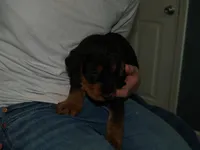 Remington, a male Airedale Terrier for sale in Charlestown, IN – Photo 4 of 5