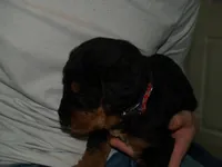 Remington, a male Airedale Terrier for sale in Charlestown, IN – Photo 2 of 5