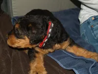 Jake, a male Airedale Terrier for sale in Charlestown, IN – Photo 2 of 5