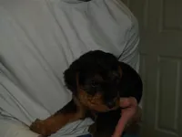 Jake, a male Airedale Terrier for sale in Charlestown, IN – Photo 3 of 5