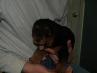 Jake, a male Airedale Terrier for sale in Charlestown, IN – Photo 5 of 5