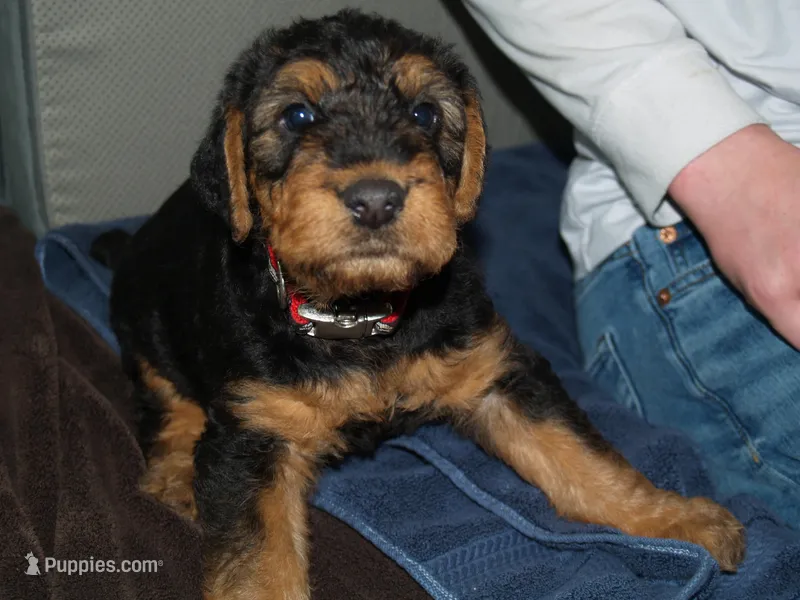 Jake, a male Airedale Terrier for sale in Charlestown, IN – Photo 1 of 5