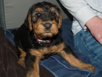 Jake, a male Airedale Terrier for sale in Charlestown, IN – Photo 1 of 5