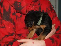 Pretty Girl, a female Airedale Terrier for sale in Charlestown, IN – Photo 4 of 5