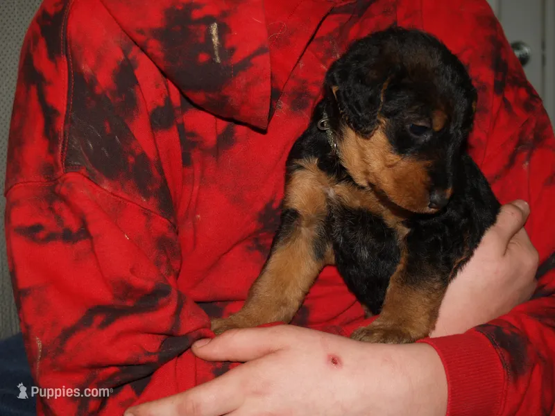 Pretty Girl, a female Airedale Terrier for sale in Charlestown, IN – Photo 1 of 5