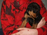 Pretty Girl, a female Airedale Terrier for sale in Charlestown, IN – Photo 1 of 5