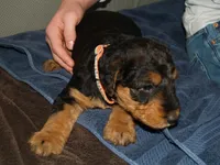 Bossy, a female Airedale Terrier for sale in Charlestown, IN – Photo 4 of 4