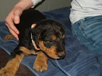 Bossy, a female Airedale Terrier for sale in Charlestown, IN – Photo 3 of 4