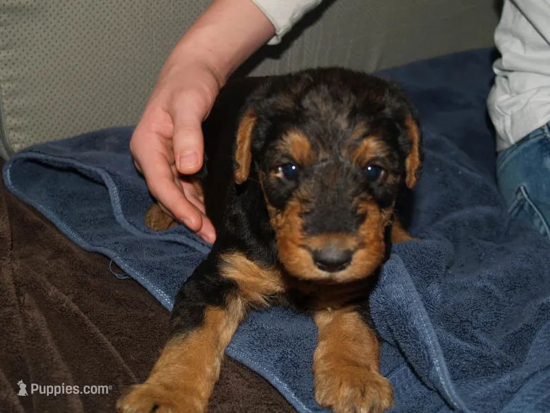 Bossy, a female Airedale Terrier for sale in Charlestown, IN – Photo 1 of 4