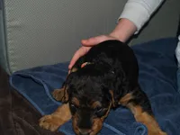 Bossy, a female Airedale Terrier for sale in Charlestown, IN – Photo 2 of 4